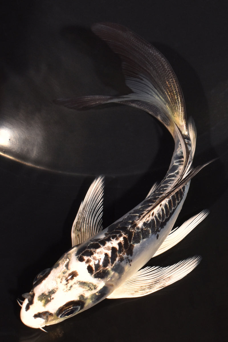 5.25" KIKOKURYU BUTTERFLY