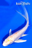 4.5" GINRIN HARIWAKE BUTTERFLY