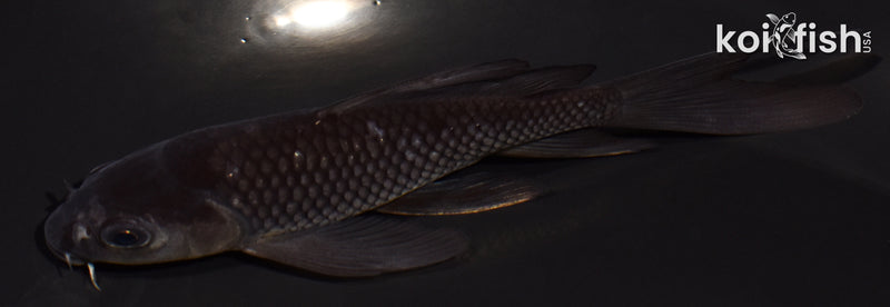4.5" SOROGOI BUTTERFLY