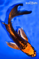 6.75" ARAGOKE BENI KIKOKURYU BUTTERFLY