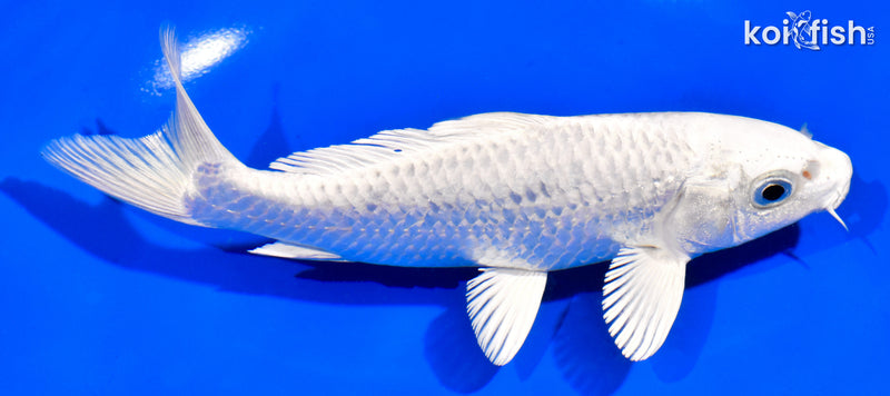 6" PLATINUM OGON