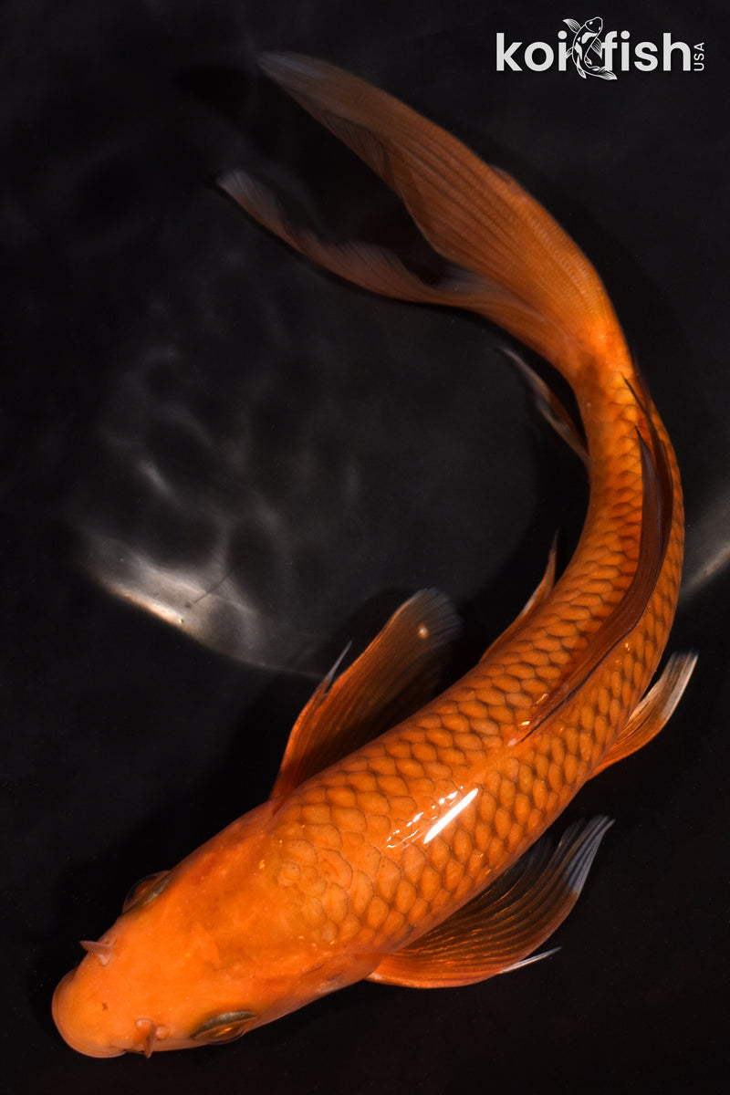 7.5" CHAGOI BUTTERFLY