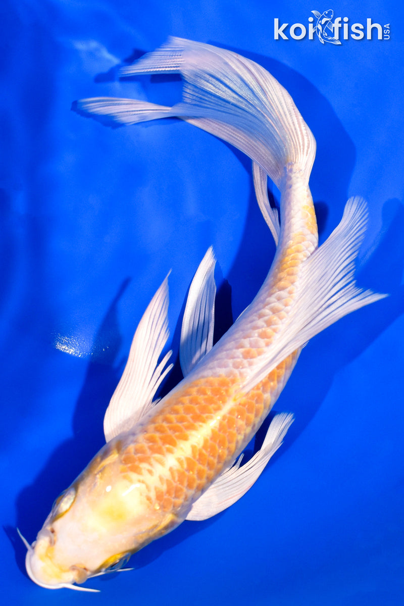 8.25" LEMON HARIWAKE BUTTERFLY