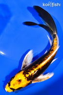 7.75" KIN KIKOKURYU BUTTERFLY