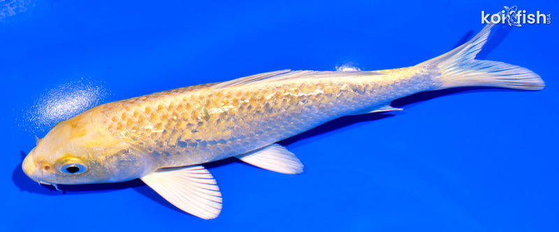 6.5" GINRIN YAMABUKI OGON