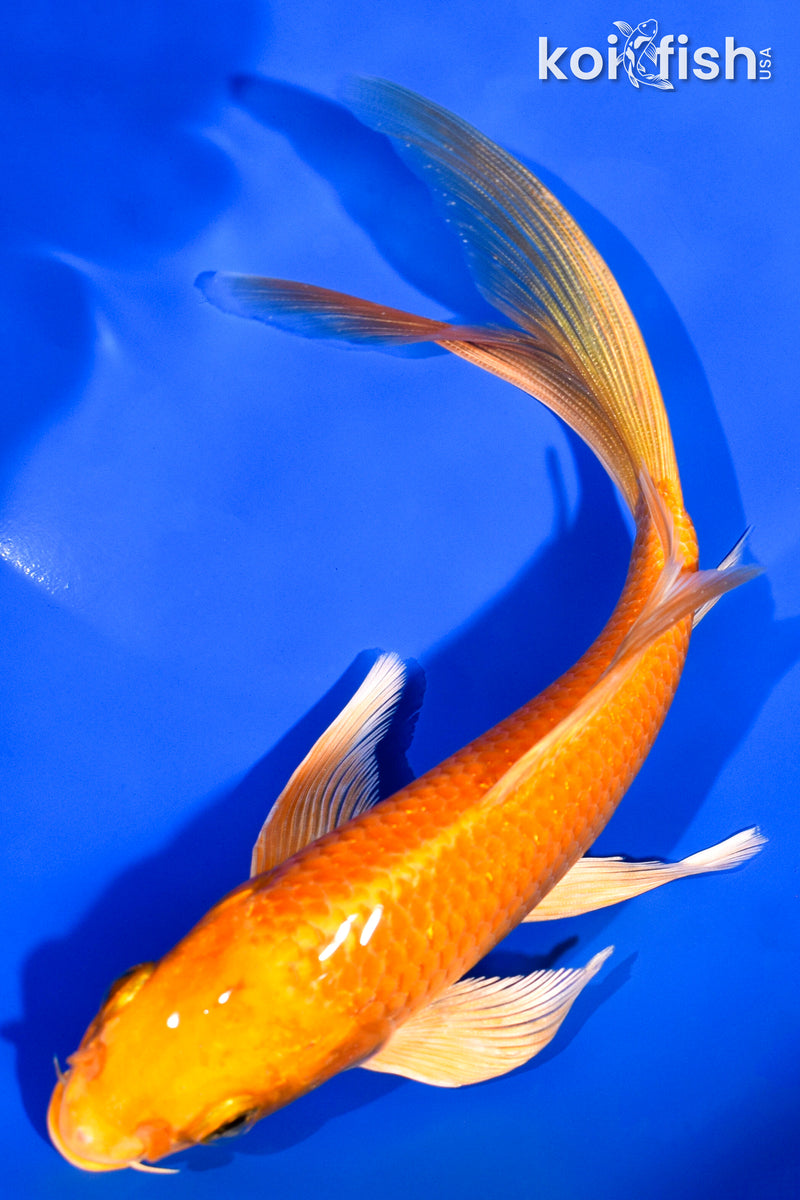 7.25" ORENJI OGON BUTTERFLY