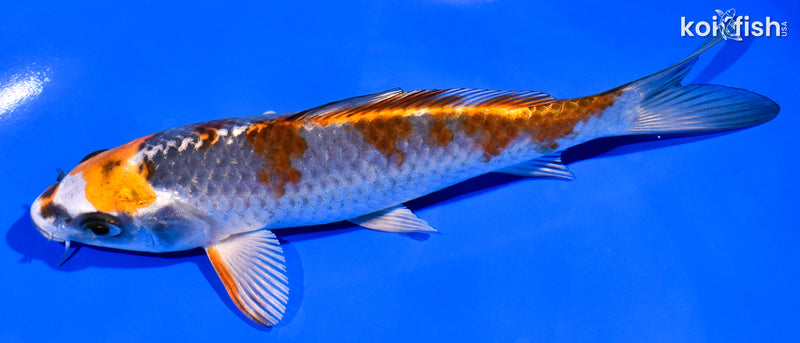 6.5" KUJAKU