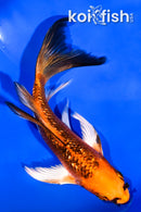 4.75" GINRIN ORENJI MATSUBA BUTTERFLY