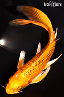 7.5" ORENJI MATSUBA BUTTERFLY