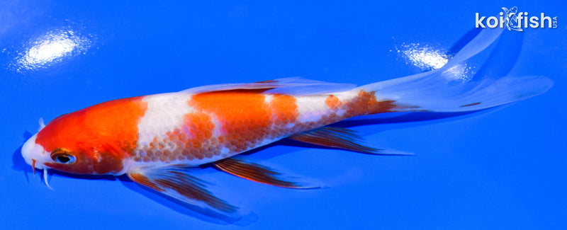 5.5" KOHAKU BUTTERFLY