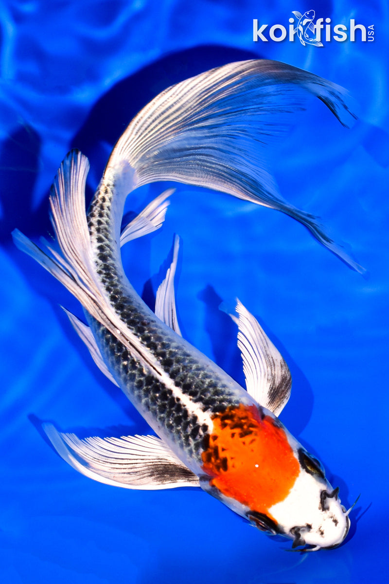 7.75" KUJAKU BUTTERFLY