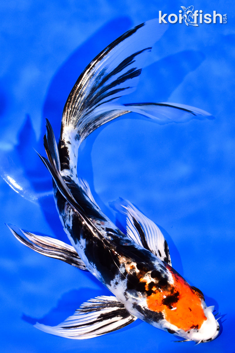 7.75" HEISEI NISHIKI BUTTERFLY