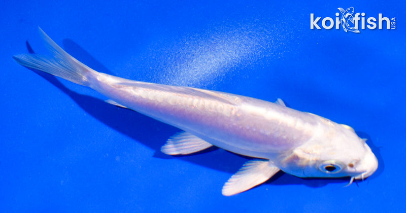 5" DOITSU PLATINUM OGON