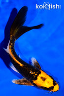 5" ARAGOKE BENI KIKOKURYU BUTTERFLY