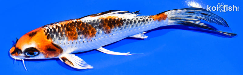 6.75" KUJAKU BUTTERFLY