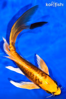 7.5" ARAGOKE BENI KIKOKURYU BUTTERFLY