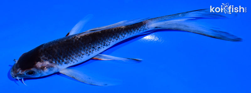 6" GOSHIKI BUTTERFLY