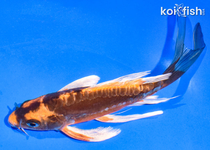 6.5" BENI KIKOKURYU BUTTERFLY