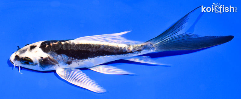 5.5" KIN KIKOKURYU BUTTERFLY