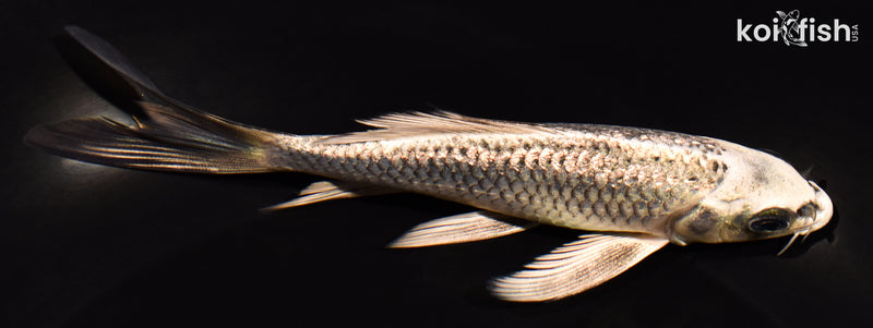 5.75" GINRIN GINGA BUTTERFLY