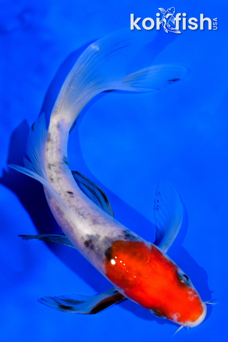 5.25" SANKE BUTTERFLY