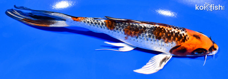 6.75" KUJAKU BUTTERFLY