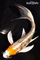 7.25" KUJAKU BUTTERFLY