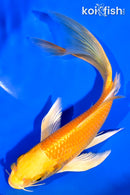 7.25" YAMABUKI OGON BUTTERFLY