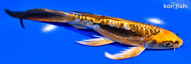 7" KIN KIKOKURYU BUTTERFLY