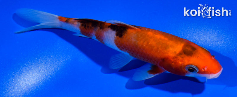 5.5" SANKE