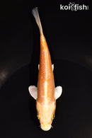 6" DOITSU YAMABUKI OGON