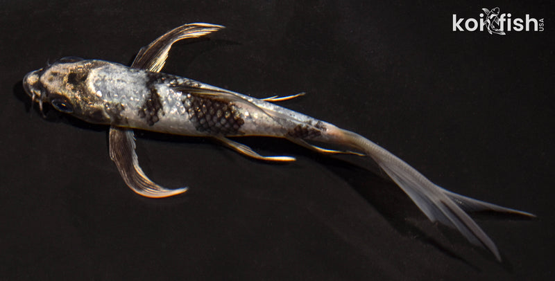 5.5" GIN SHIRO UTSURI BUTTERFLY