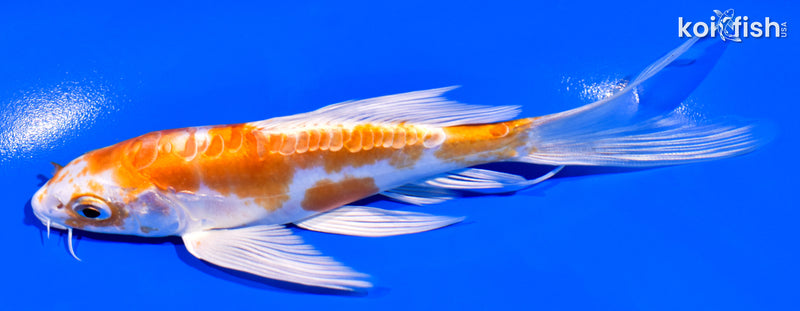 5.5" DOITSU HARIWAKE BUTTERFLY