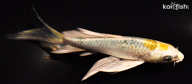 5.25" KUJAKU BUTTERFLY