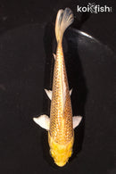 5" GINRIN YAMABUKI OGON