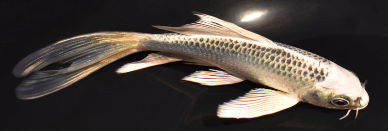 5.5" GIN MATSUBA BUTTERFLY