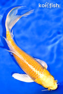 7.25" YAMABUKI OGON BUTTERFLY