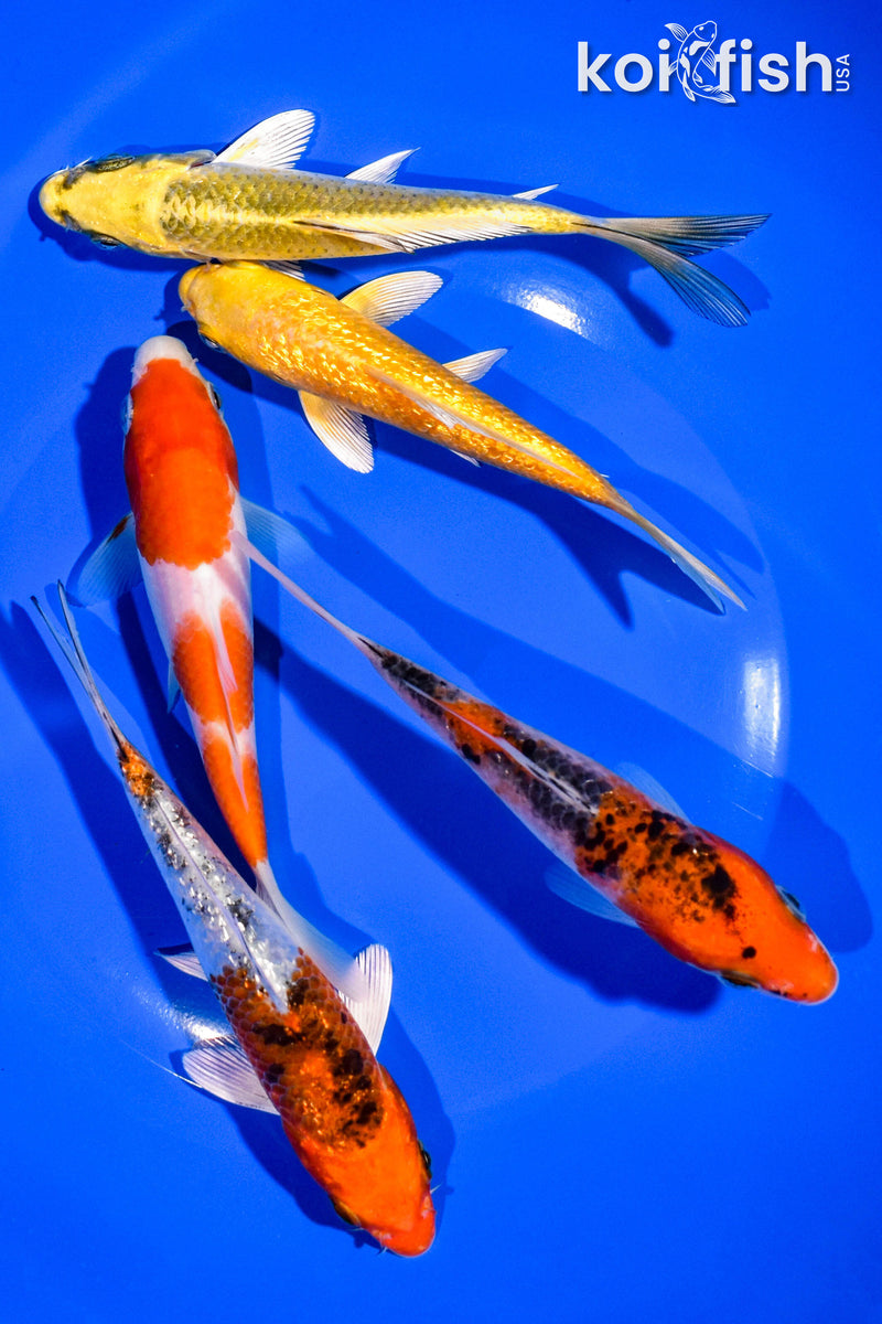 PACK OF (5) 5-6" STANDARD KOI