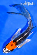 5.5" BENI KIKOKURYU BUTTERFLY