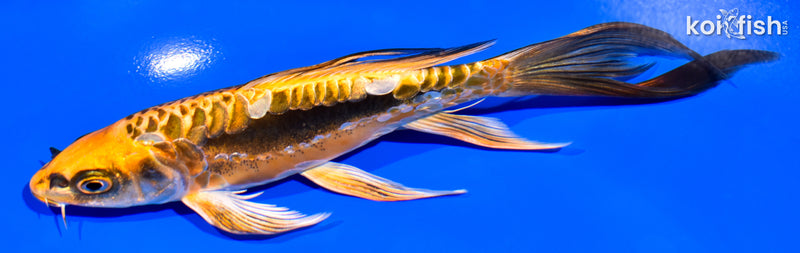 7" KIN KIKOKURYU BUTTERFLY