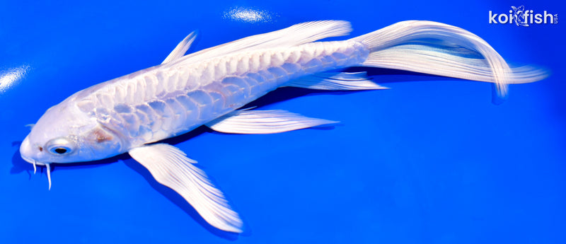 8" ARAGOKE PLATINUM OGON BUTTERFLY
