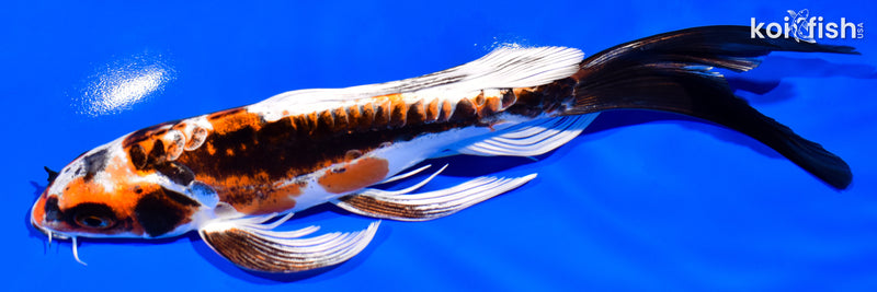 7.5" BENI KIKOKURYU BUTTERFLY