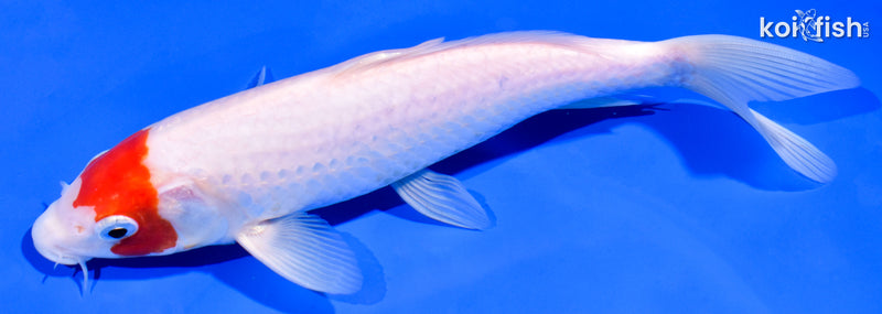 8.25" KOHAKU