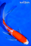 5.5" KOHAKU BUTTERFLY