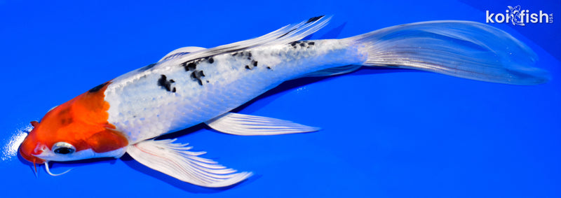 8.25" YAMATO NISHIKI BUTTERFLY