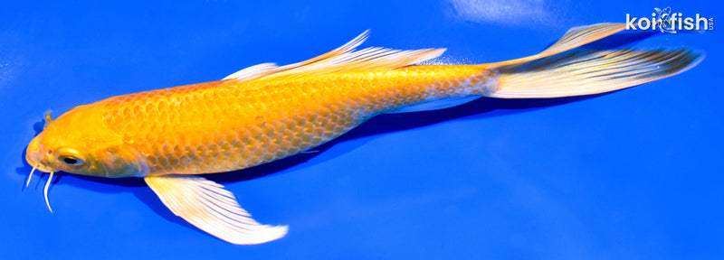 7.75" YAMABUKI OGON BUTTERFLY