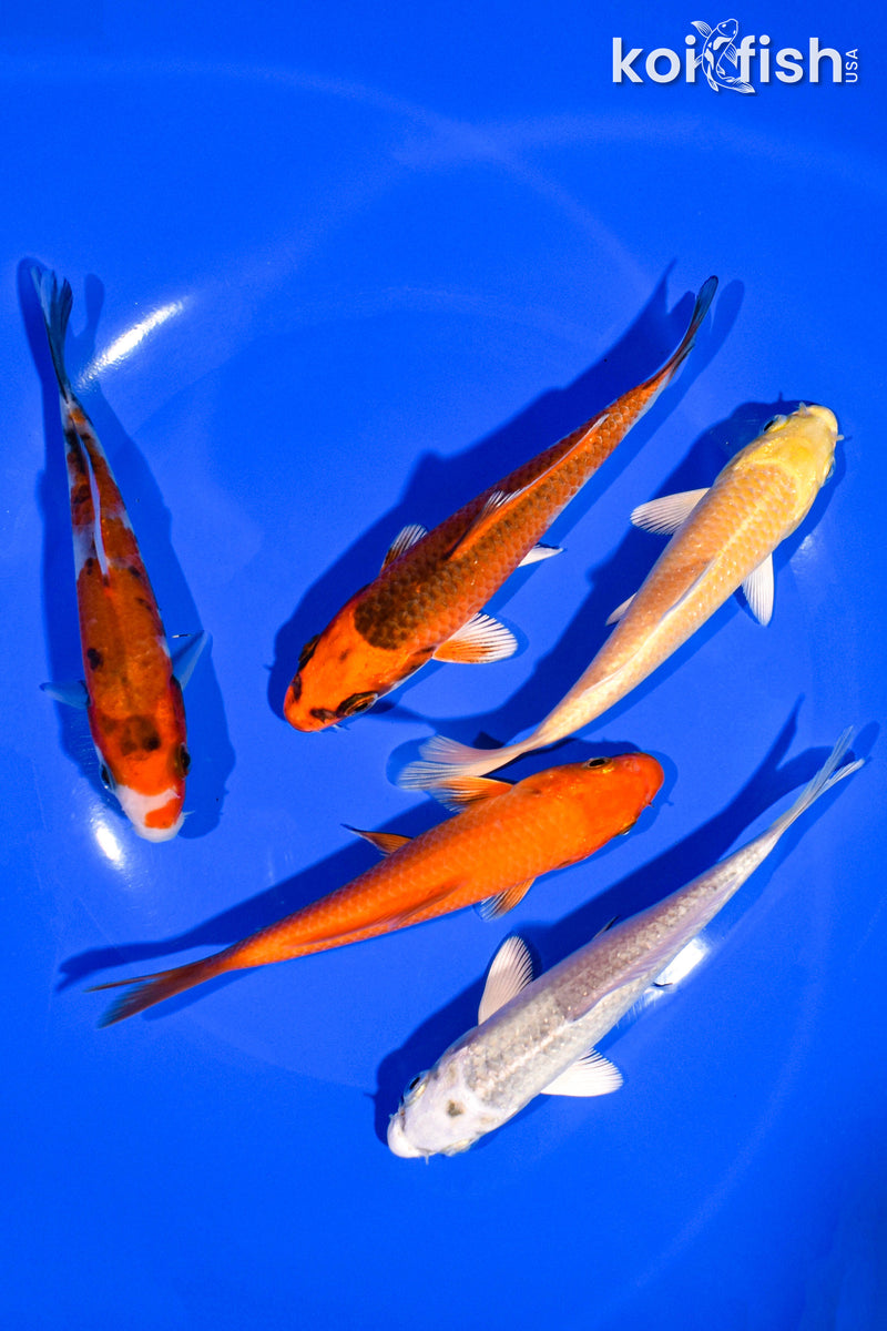 PACK OF (5) 4-5" STANDARD KOI