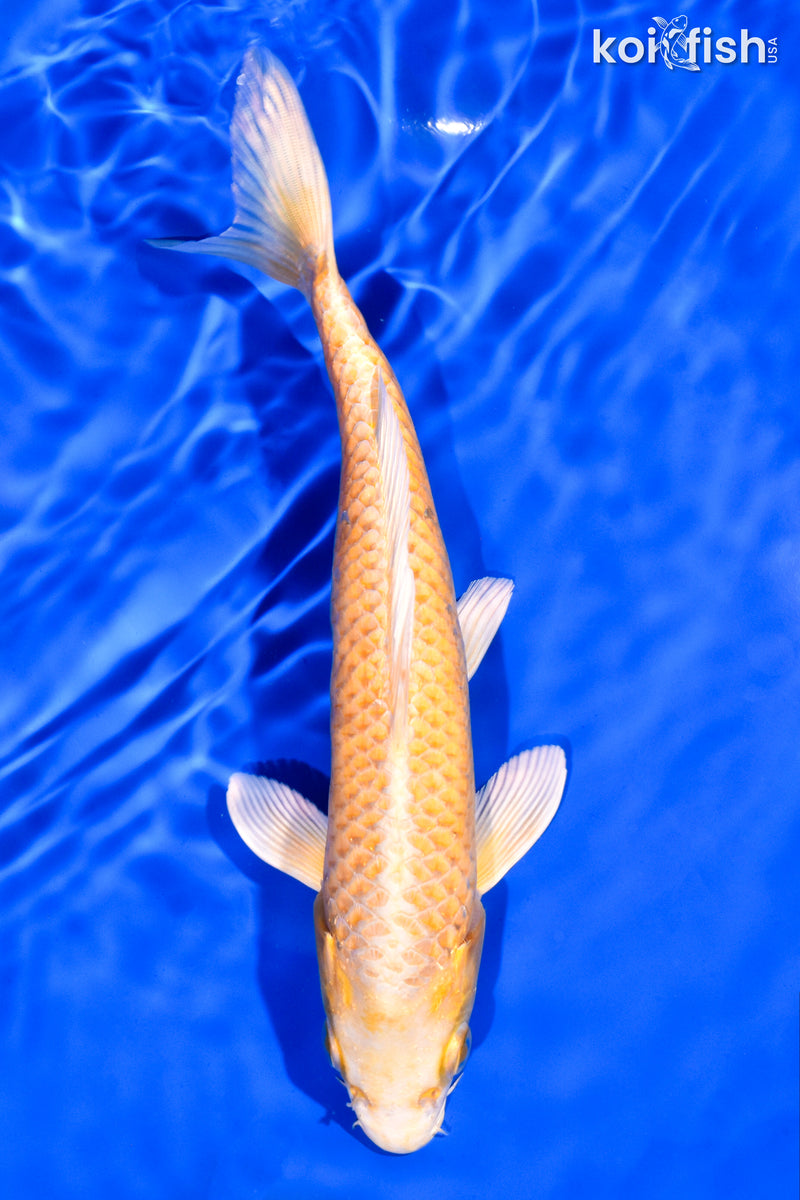 8" YAMABUKI OGON