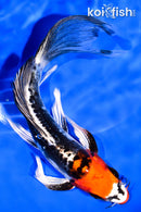 7.25" BENI KIKOKURYU BUTTERFLY