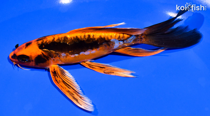 6.25" BENI KIKOKURYU BUTTERFLY